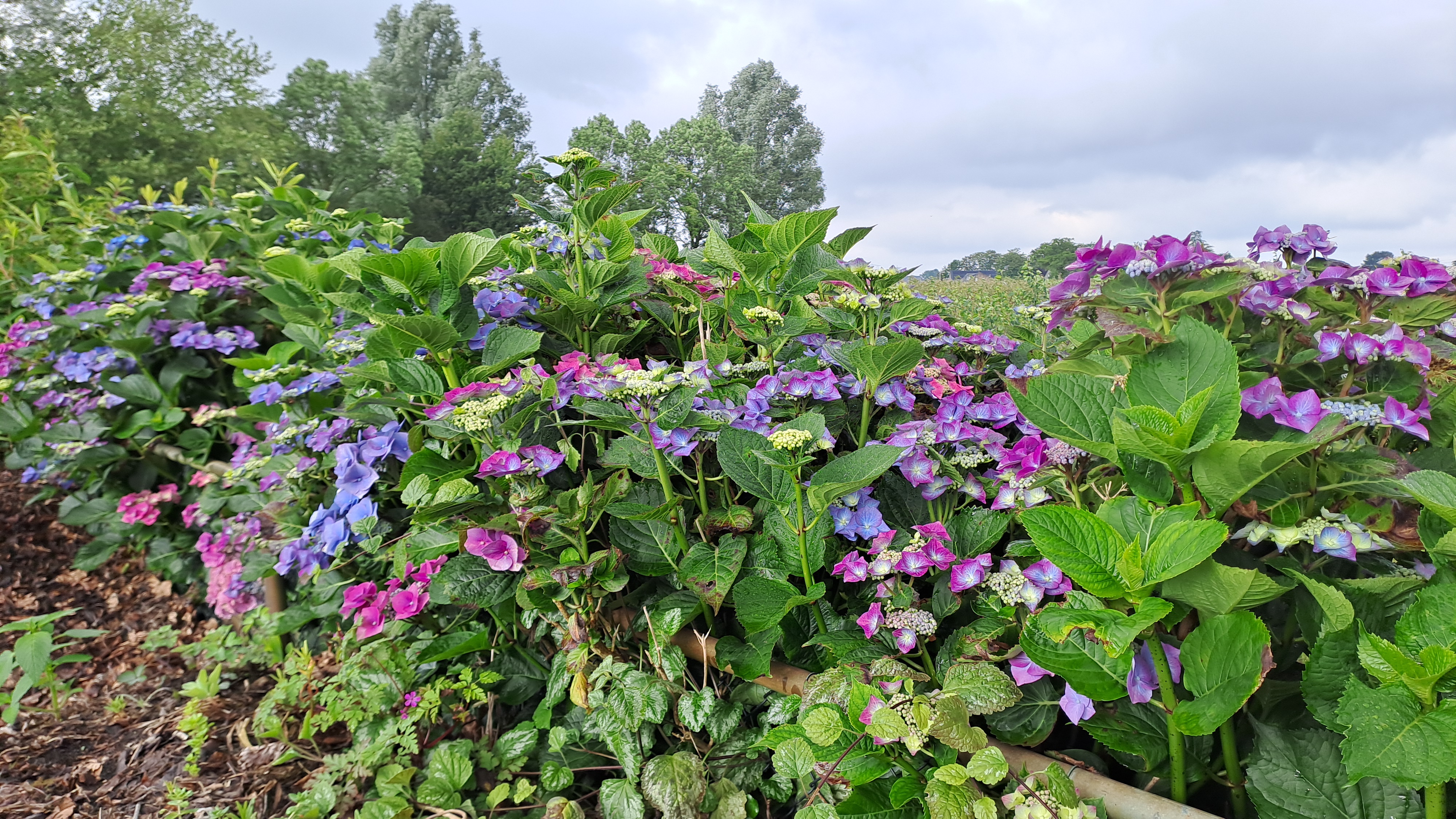 Hortensia dagen